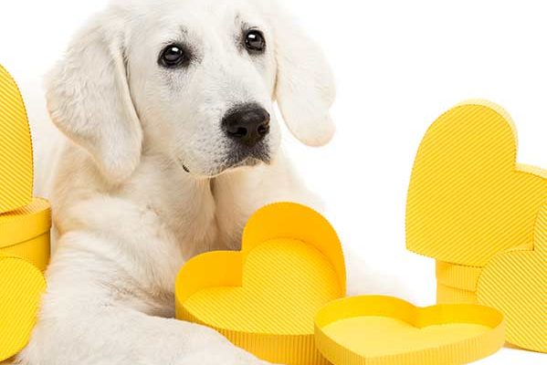 Chocolate Alert for Pets