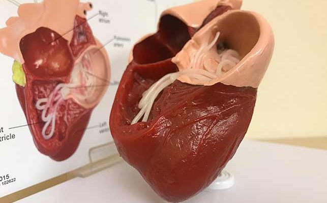 Heartworm test - treatment