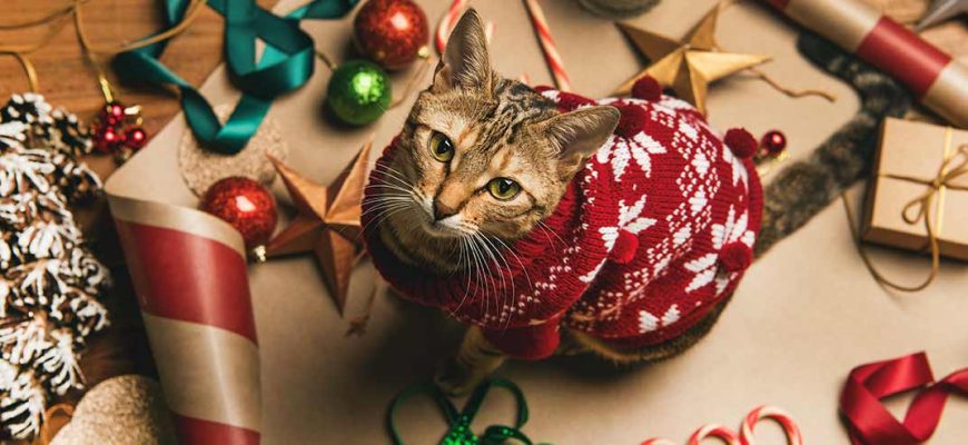 New Years can be fear free for dogs and cats