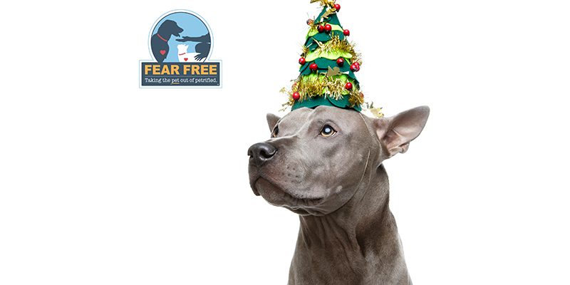New Years Activity tips for dogs for a Fear Free celebration