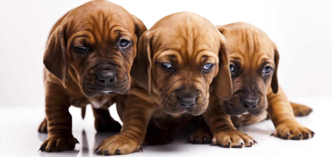 TLC promo 2016 puppies