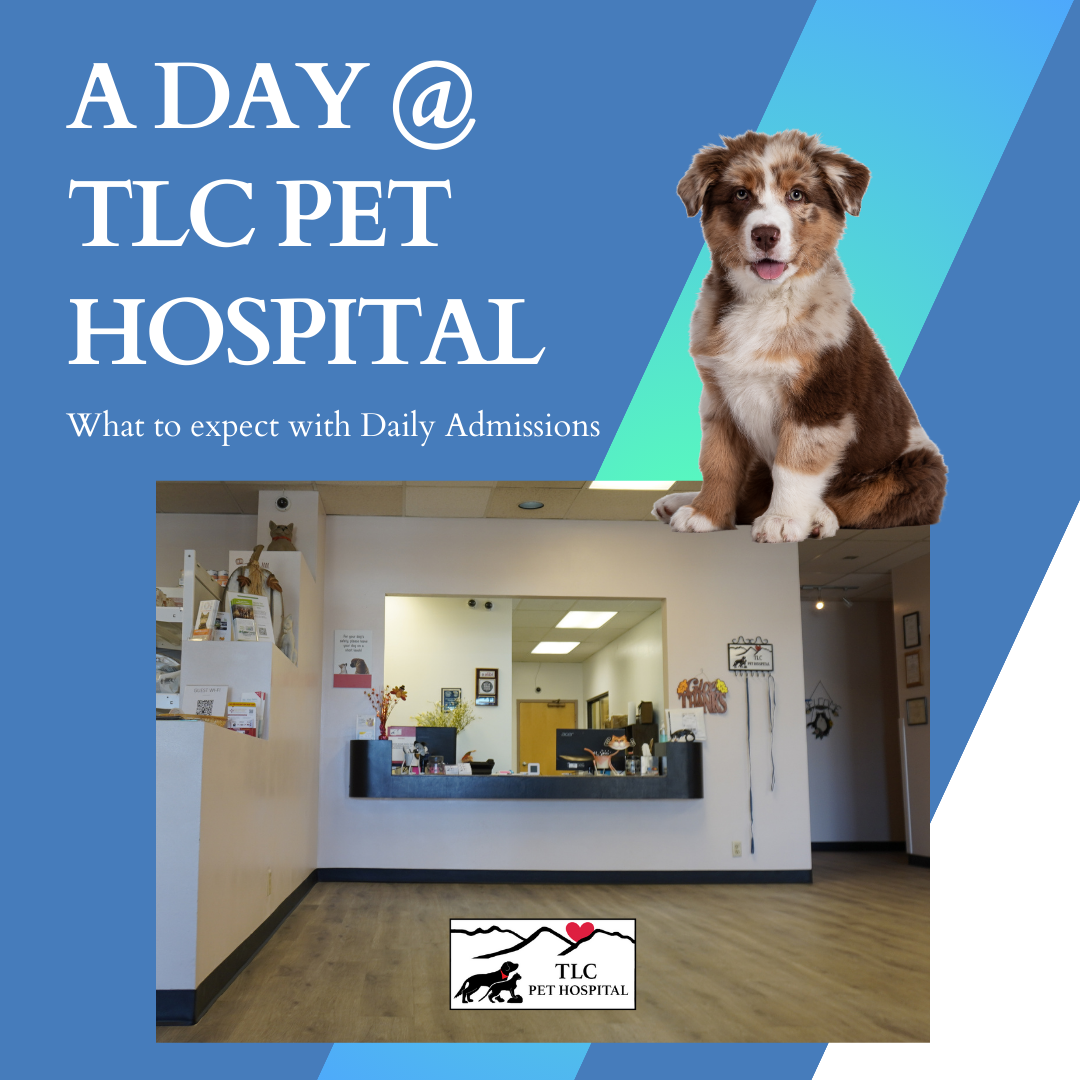 A Day at TLC Daily Admissions