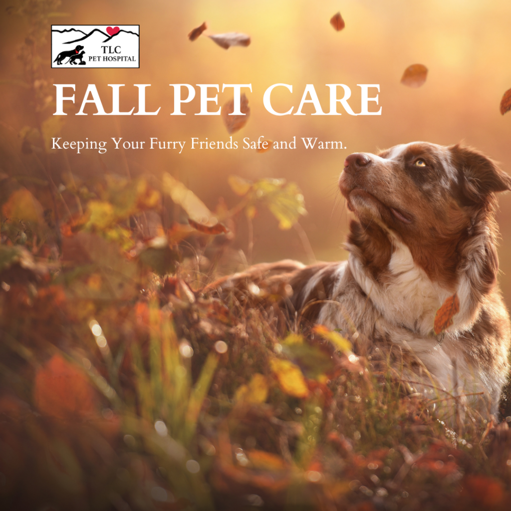 Fall Pet Care