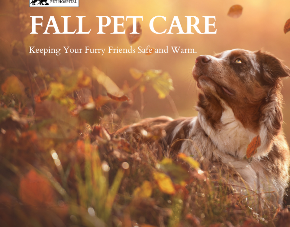 Fall Pet Care