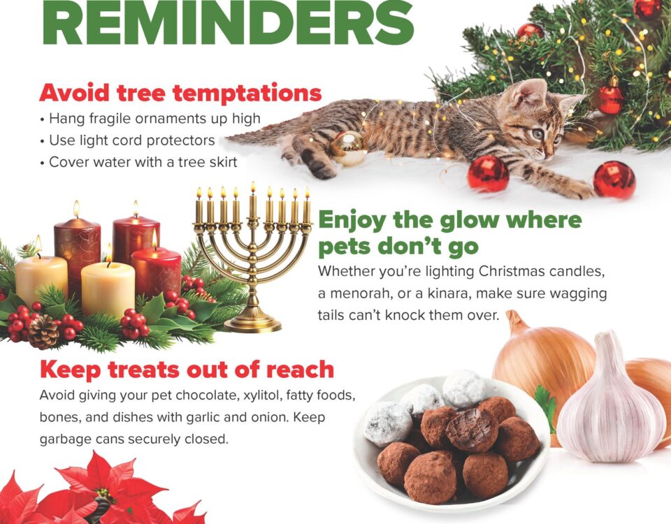 Pet Safety Reminders