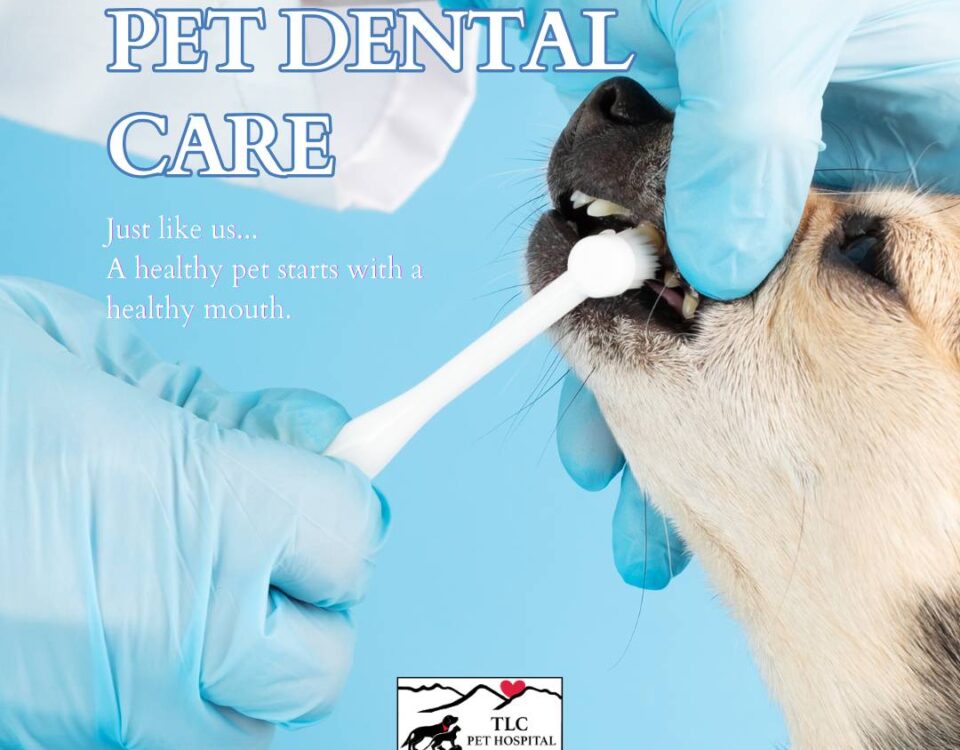 Dog getting teeth brushed