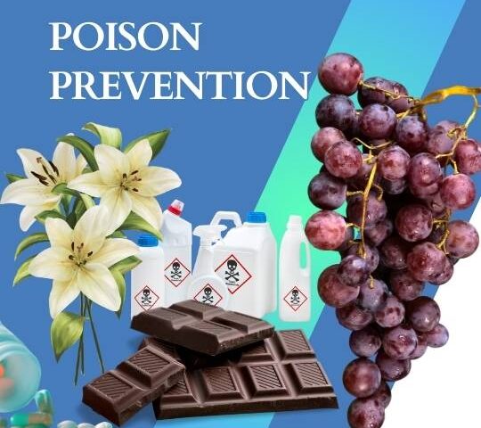 Poison Prevention Tips