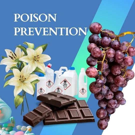 Poison Prevention Tips