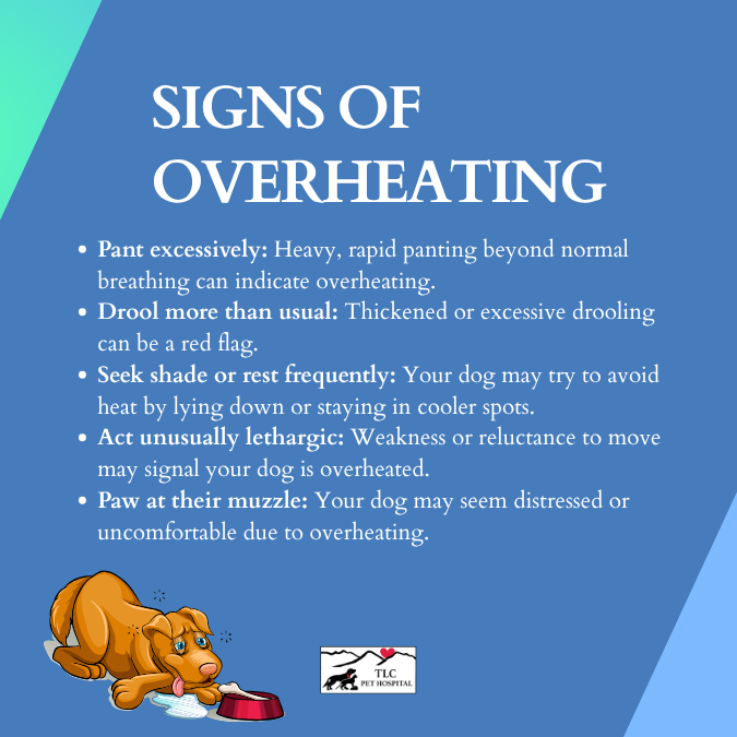 Is Your Pet Ready for Summer? 7 Must-Do Health Checks Before the Heat Hits 1 Signs of dog overheating