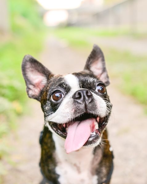 TLC Pet Hospital